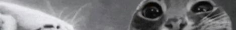 MireSwamp banner