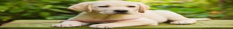 trollm.aternos.me banner