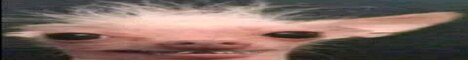 Bean SMP banner