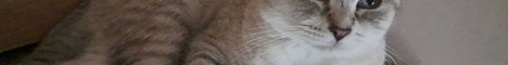 Layla SMP banner