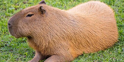 [US] Capybara Land | Custom NPCs banner
