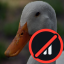 Ducks Anarchy