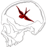Gnarnia RP