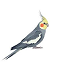 Cockatiel MC