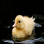DuckStealNow