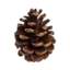 pine. MC